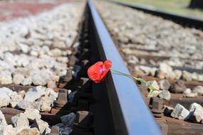 red poppy on rails as a symbol of lost love