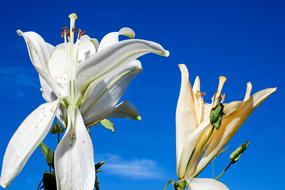 Beautiful and colorful, blossoming lily flowers, in sunlight, at blue sky with white clouds on background