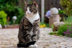 Cat Sits on path in garden