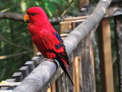 Beautiful red Parrot Bird Macaw