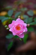 pink rose on a bush in a blurred background