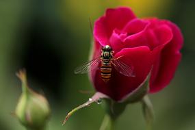 Flowers Rose and bee