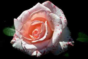 Beautiful, purple, white, pink and orange rose flower with green leaves, among the darkness