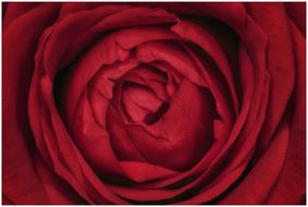 Red rose Flower petals, macro