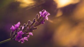 violet Lavender Sunset Nature