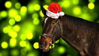 Horse with Christmas Santa Hat