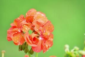Rose Flower Petal red orange