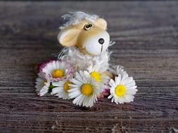 Decoration Daisy Spring flowers