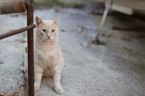 curious brown cat in the garden