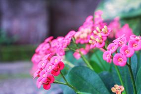 pink spring flowers in the garden on a blurred background