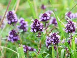 violet Thyme Blossom