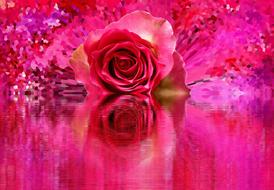 rose at pink background with digital effects