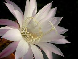 Beautiful, blooming, white, pink and purple lotus flower at black background