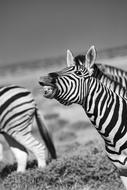 Zebra Africa Laugh black and white