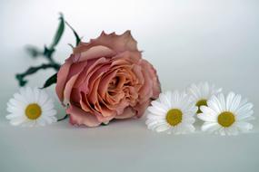 Salmon Rose and white daisies