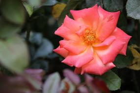 Close-up of the beautiful, pink, red, orange and yellow rose flower, among the leaves