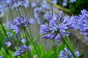 closeup picture of Agapanthus Lily Blue flowers