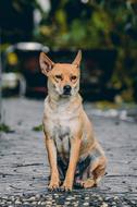 sad brown dog on the street in a blurry background