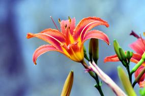 day Lily Flower at blur blue background