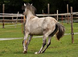 Mold Horse Love green grass
