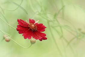 Red Flower at blurred green background