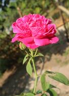 pink Flower bud at garden
