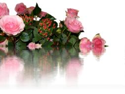 pink roses flowers love