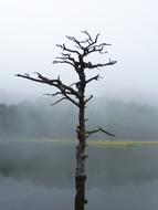 Lake Dead Tree