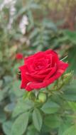 Close-up of the beautiful, blossoming, red rose flower with the green leaves of the different shades, in the garden