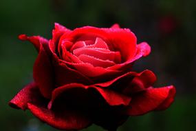 dark Red Rose Flower