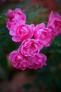 Pink Roses, blooming shrub at Autumn