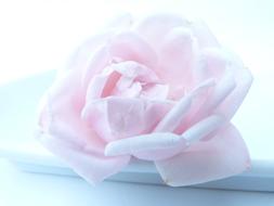 frozen pink rose