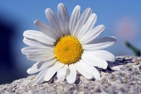 Marguerite Flower White yellow