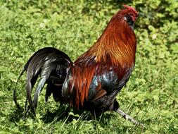 Beautiful and colorful cock, walking on the green grass