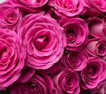 Bouquet of the beautiful, pink rose flowers