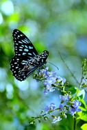 Insect Blue Flower at nature