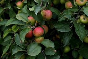 Colorful and beautiful apples on the tree, with green leaves