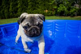 Swimming Puppy dog