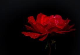 Rose Red Blossom at dark