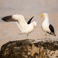 Beautiful, white and black Kelp gulls in love, with yellow beaks