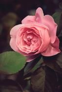 pink Rose Garden Blossom