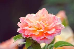 blooming garden rose on blurred background