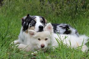 Cute Dogs Puppy on grass