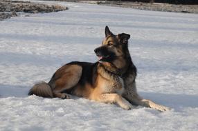 photo of big dog rests on snow