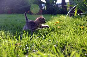 domestic kitten in the grass in the sun