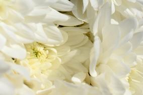 white chrysanthemum Flowers close up