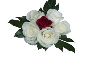Emotion Roses White red