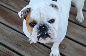 white Bulldog looking up