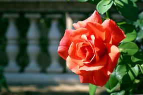 bright rose on a bush in the park on a blurred background