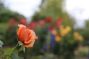 orange rose in the garden with blurred background